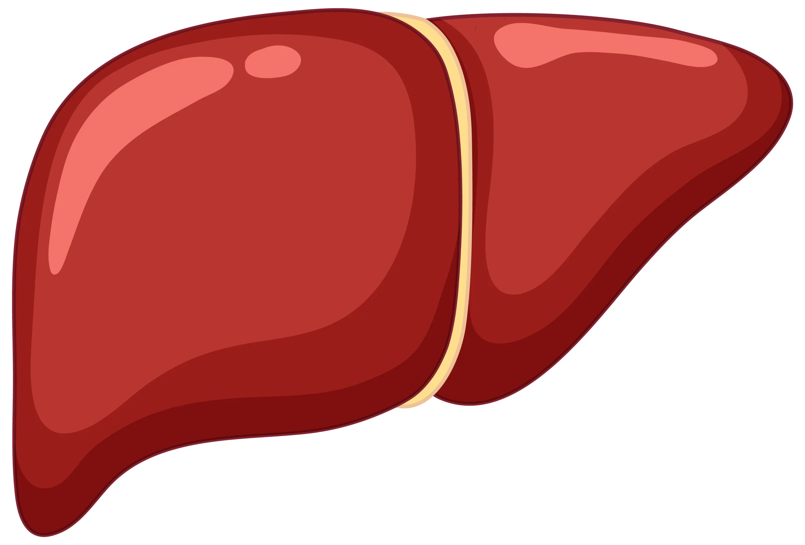 You are currently viewing 7 Natural ways to keep Liver Healthy